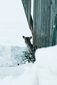 (שכפל)asjflasjkfklajsl;dfjasl;dfjasdlf alsjfladsj